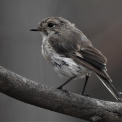 Petroica goodenovii (Red-capped Robin) at Amaroo, ACT - 27 Jan 2019 by JohnBundock