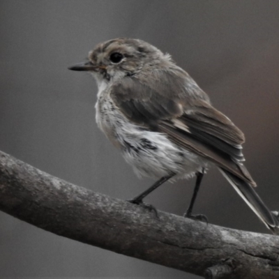 Petroica goodenovii (Red-capped Robin) at Amaroo, ACT - 27 Jan 2019 by JohnBundock