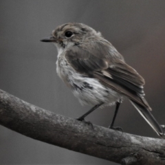 Petroica goodenovii (Red-capped Robin) at Mulligans Flat - 26 Jan 2019 by JohnBundock