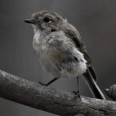 Petroica goodenovii at Amaroo, ACT - 27 Jan 2019 10:31 AM