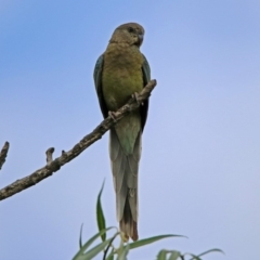 Psephotus haematonotus (Red-rumped Parrot) at Fyshwick, ACT - 27 Jan 2019 by RodDeb