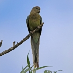 Psephotus haematonotus (Red-rumped Parrot) at Fyshwick, ACT - 26 Jan 2019 by RodDeb