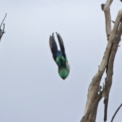 Psephotus haematonotus at Fyshwick, ACT - 27 Jan 2019 10:11 AM