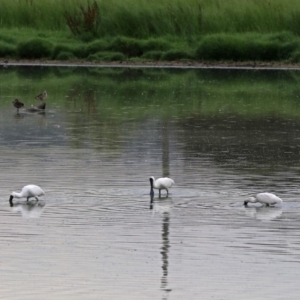 Platalea regia at Fyshwick, ACT - 27 Jan 2019 11:00 AM