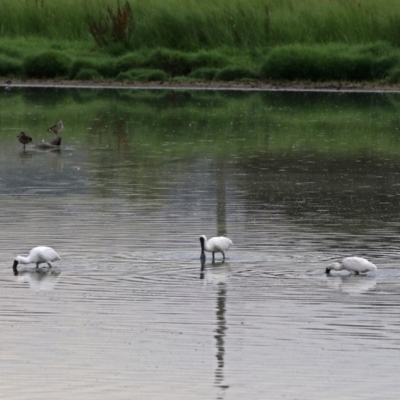 Platalea regia (Royal Spoonbill) at Fyshwick, ACT - 27 Jan 2019 by RodDeb