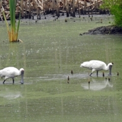 Platalea regia at Fyshwick, ACT - 27 Jan 2019 11:00 AM