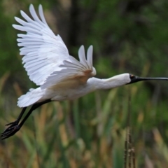 Platalea regia at Fyshwick, ACT - 27 Jan 2019