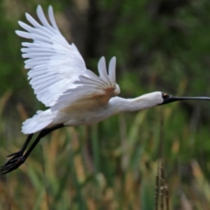 Platalea regia at Fyshwick, ACT - 27 Jan 2019 11:00 AM