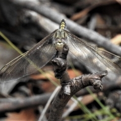 Orthetrum caledonicum (Blue Skimmer) at Mulligans Flat - 27 Jan 2019 by JohnBundock