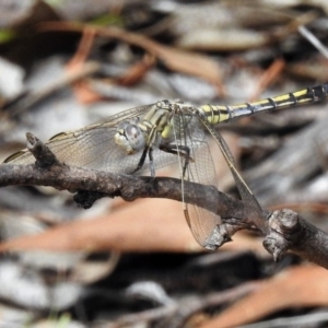 Orthetrum caledonicum at Amaroo, ACT - 27 Jan 2019 12:50 PM