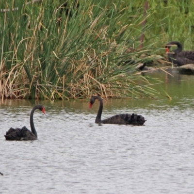 Cygnus atratus (Black Swan) at Fyshwick, ACT - 27 Jan 2019 by RodDeb