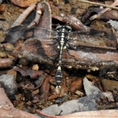 Austroepigomphus praeruptus (Twin-spot Hunter) at Mulligans Flat - 27 Jan 2019 by JohnBundock