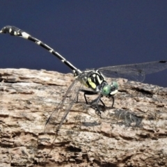 Austroepigomphus praeruptus at suppressed - 27 Jan 2019