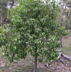 Brachychiton populneus subsp. populneus (Kurrajong) at Red Hill, ACT - 27 Jan 2019 by KL