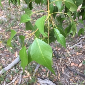 Brachychiton populneus subsp. populneus at Red Hill, ACT - 27 Jan 2019 06:50 PM