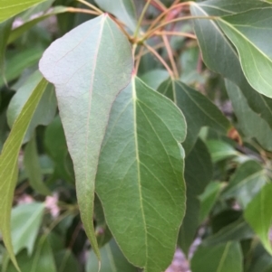 Brachychiton populneus subsp. populneus at Red Hill, ACT - 27 Jan 2019