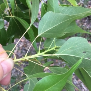 Brachychiton populneus subsp. populneus at Red Hill, ACT - 27 Jan 2019 06:50 PM