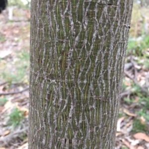 Brachychiton populneus subsp. populneus at Red Hill, ACT - 27 Jan 2019 06:50 PM