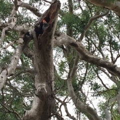 Callocephalon fimbriatum (Gang-gang Cockatoo) at Hughes, ACT - 27 Jan 2019 by KL