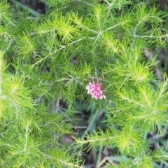 Grevillea sp. (Grevillea) at Fyshwick, ACT - 22 Jan 2019 by Daniel12345