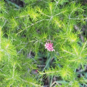 Grevillea sp. at Fyshwick, ACT - 22 Jan 2019