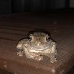 Litoria peronii (Peron's Tree Frog, Emerald Spotted Tree Frog) at Watson, ACT - 27 Jan 2019 by AaronClausen