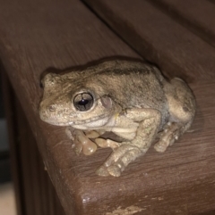 Litoria peronii at Watson, ACT - 27 Jan 2019