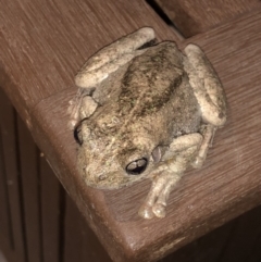 Litoria peronii at Watson, ACT - 27 Jan 2019