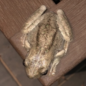 Litoria peronii at Watson, ACT - 27 Jan 2019