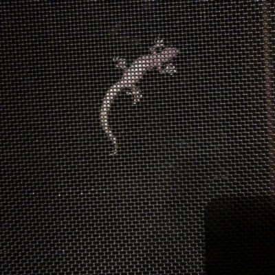 Christinus marmoratus (Southern Marbled Gecko) at Holtze Close Neighbourhood Park - 27 Jan 2019 by Fefifofum