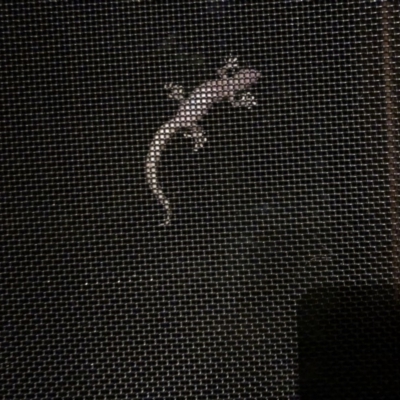 Christinus marmoratus (Southern Marbled Gecko) at Hackett, ACT - 27 Jan 2019 by Fefifofum