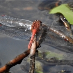 Diplacodes bipunctata (Wandering Percher) at Mulligans Flat - 27 Jan 2019 by JohnBundock