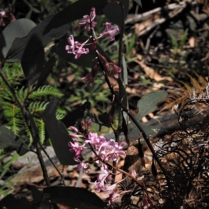 Dipodium roseum at Cotter River, ACT - 25 Jan 2019