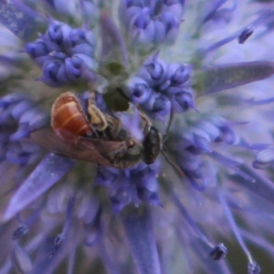 Lasioglossum (Chilalictus) hemichalceum (Halictid Bee) at Gundaroo, NSW - 25 Jan 2019 by MaartjeSevenster