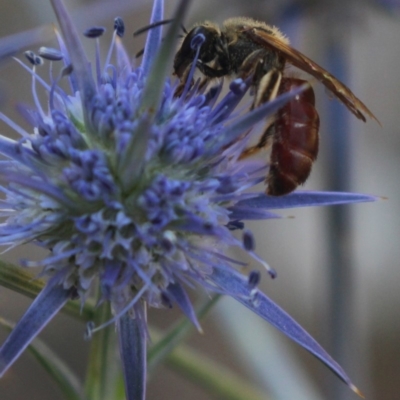 Lasioglossum (Parasphecodes) sp. (genus & subgenus) (Halictid bee) at MTR591 at Gundaroo - 25 Jan 2019 by MaartjeSevenster