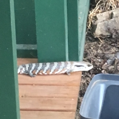 Tiliqua scincoides scincoides (Eastern Blue-tongue) at Theodore, ACT - 26 Jan 2019 by Cardy