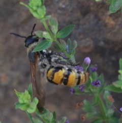 Radumeris tasmaniensis at Gundaroo, NSW - 26 Jan 2019