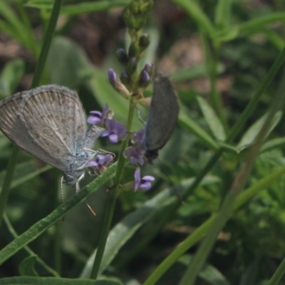 Zizina otis (Common Grass-Blue) at Gundaroo, NSW - 27 Jan 2019 by MaartjeSevenster