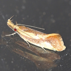 Thema psammoxantha (A concealer moth) at O'Connor, ACT - 24 Jan 2019 by ibaird