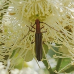 Syllitus rectus (Longhorn beetle) at Araluen, NSW - 22 Jan 2019 by Harrisi