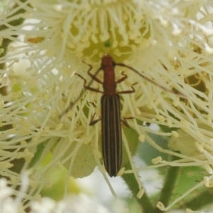 Syllitus rectus at Araluen, NSW - 22 Jan 2019