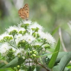 Heteronympha merope (Common Brown Butterfly) at QPRC LGA - 22 Jan 2019 by Harrisi