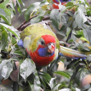 Platycercus elegans at Kambah, ACT - 27 Jan 2019