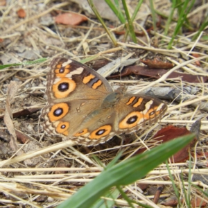 Junonia villida at Kambah, ACT - 27 Jan 2019