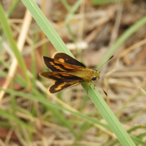 Ocybadistes walkeri at Kambah, ACT - 27 Jan 2019 03:02 PM