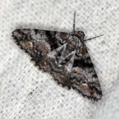 Gastrinodes argoplaca (Cryptic Bark Moth) at O'Connor, ACT - 24 Jan 2019 by ibaird