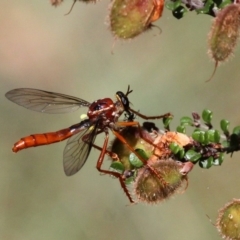 Humerolethalis sergius (Robber fly) at Cotter River, ACT - 10 Jan 2019 by HarveyPerkins