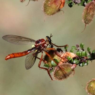 Humerolethalis sergius (Robber fly) at Namadgi National Park - 10 Jan 2019 by HarveyPerkins