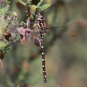 Austroaeschna pulchra at Cotter River, ACT - 11 Jan 2019