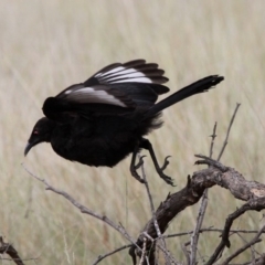 Corcorax melanorhamphos (White-winged Chough) at Mulligans Flat - 27 Jan 2019 by HarveyPerkins